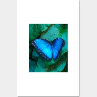 Purple butterfly Posters and Art